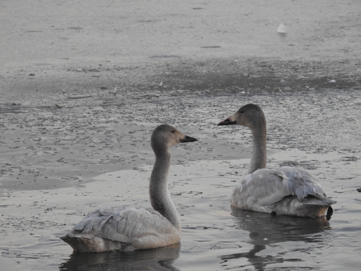 Zenobia & Septima's cygnet.JPG